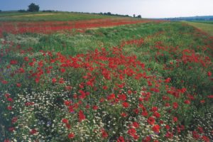 field, Flowers, Poppies, Landscape