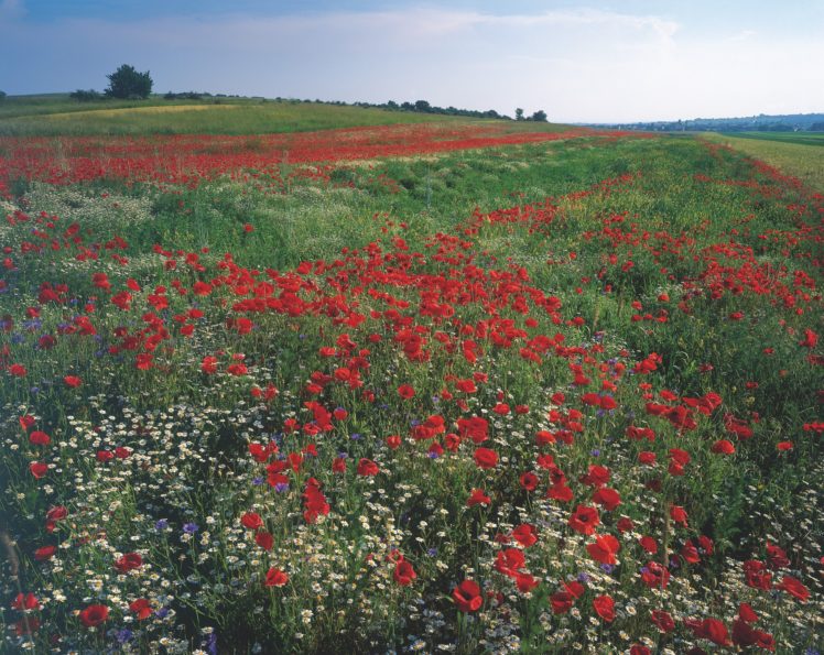 field, Flowers, Poppies, Landscape HD Wallpaper Desktop Background