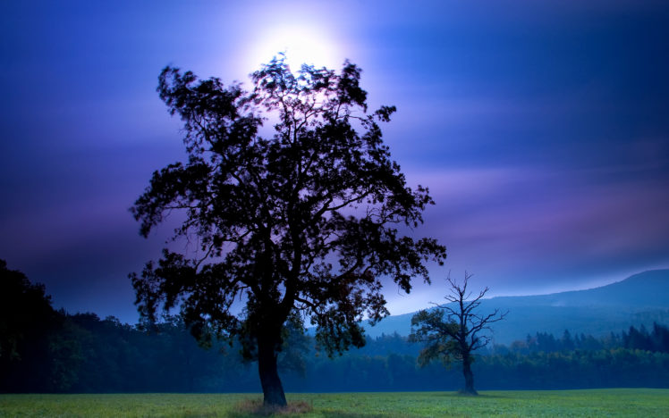field, Night, Trees, Landscape HD Wallpaper Desktop Background