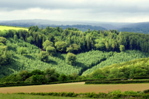 field, Hills, Forest, Trees, Landscape