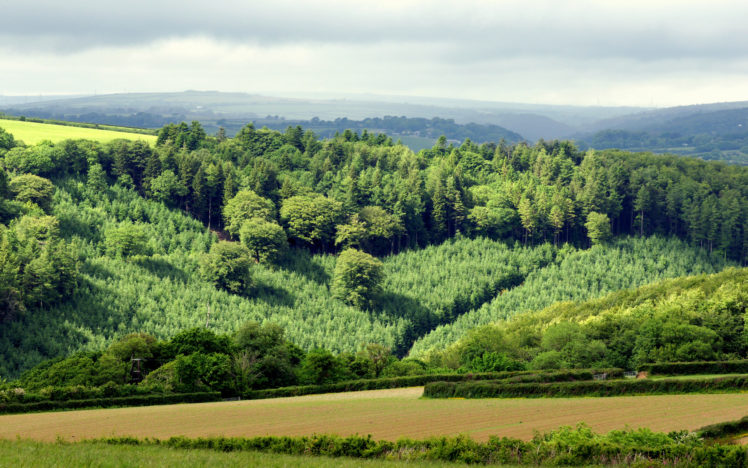 field, Hills, Forest, Trees, Landscape HD Wallpaper Desktop Background