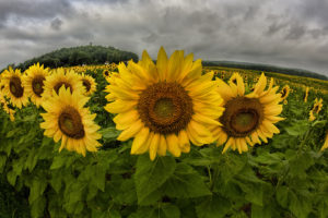 field, Sunflowers, Clouds, Panorama