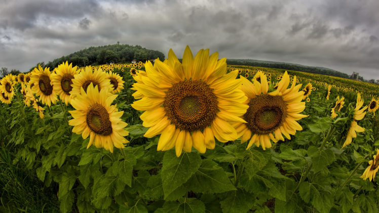 field, Sunflowers, Clouds, Panorama HD Wallpaper Desktop Background