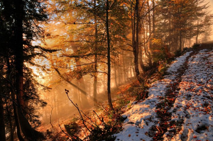 forest, Autumn, Hill, Fog, Trees, Landscape HD Wallpaper Desktop Background