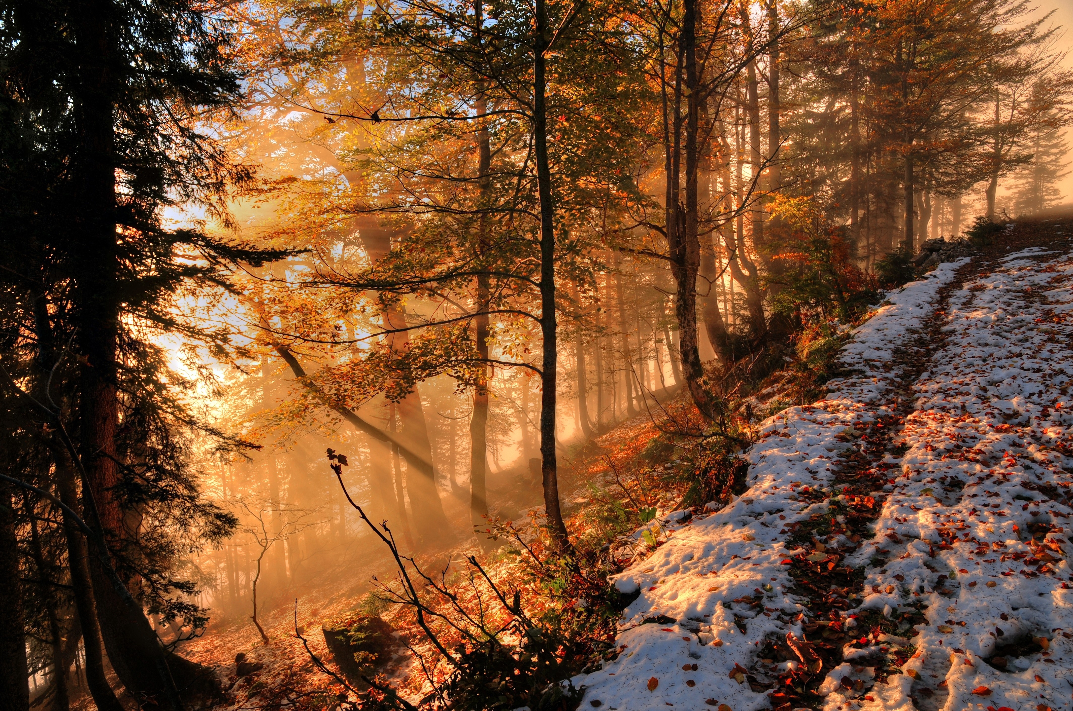 forest, Autumn, Hill, Fog, Trees, Landscape Wallpaper