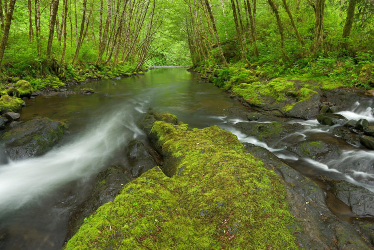 forest, River, Rock, Moss, Trees, Nature HD Wallpaper Desktop Background