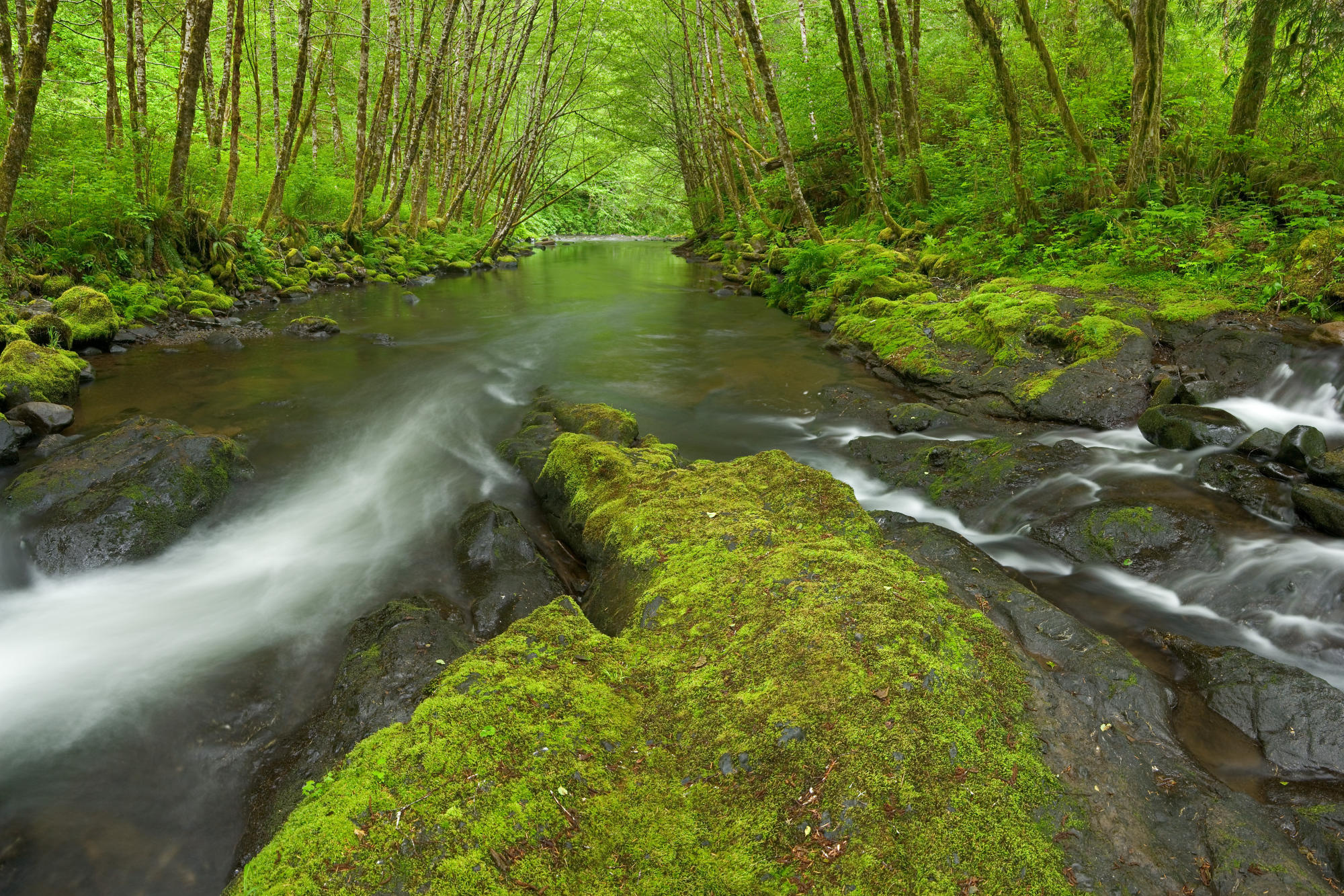 forest, River, Rock, Moss, Trees, Nature Wallpaper