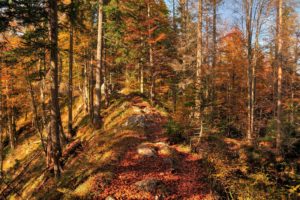 forest, Road, Autumn, Trees, Landscape
