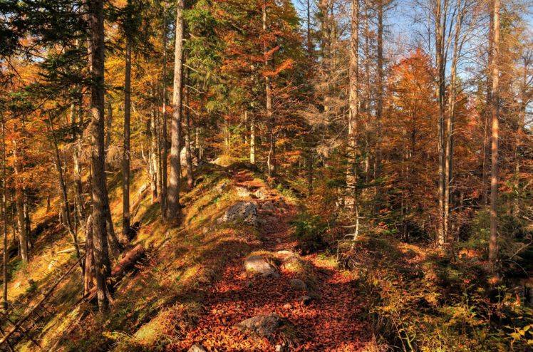 forest, Road, Autumn, Trees, Landscape HD Wallpaper Desktop Background