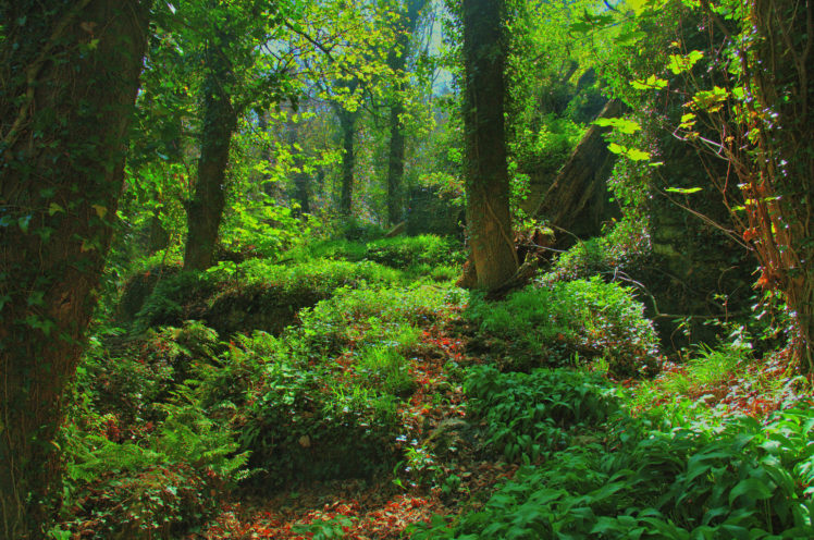 forest, Trees, Landscape HD Wallpaper Desktop Background
