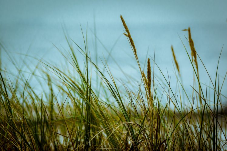 grass, Sky, Close up HD Wallpaper Desktop Background