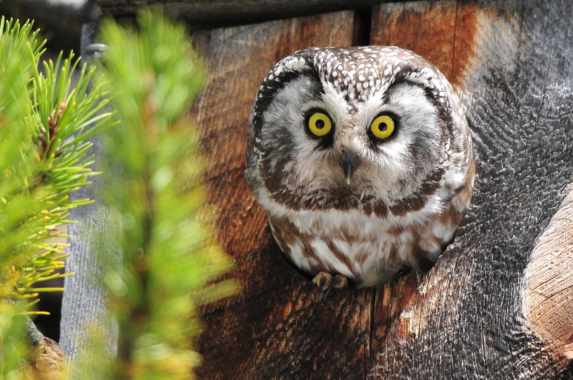 horned, Owl Wallpaper