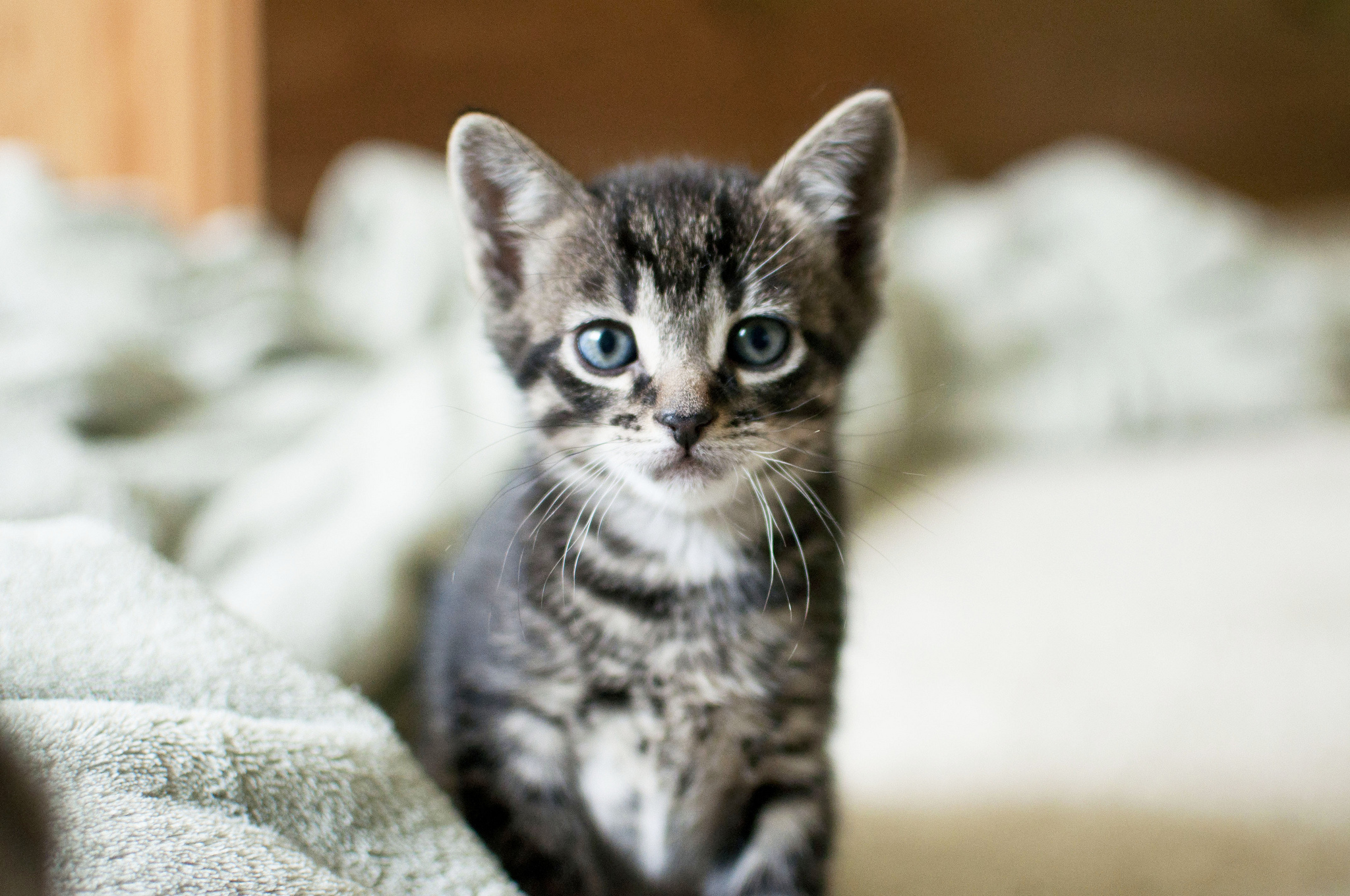 kitten, Cat, Gray, Eyes Wallpaper