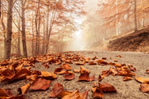misty, Foggy, Road, Autumn, Beech, Landscape, Macro, Deciduous, Leaves, Nature, Trees, Forest