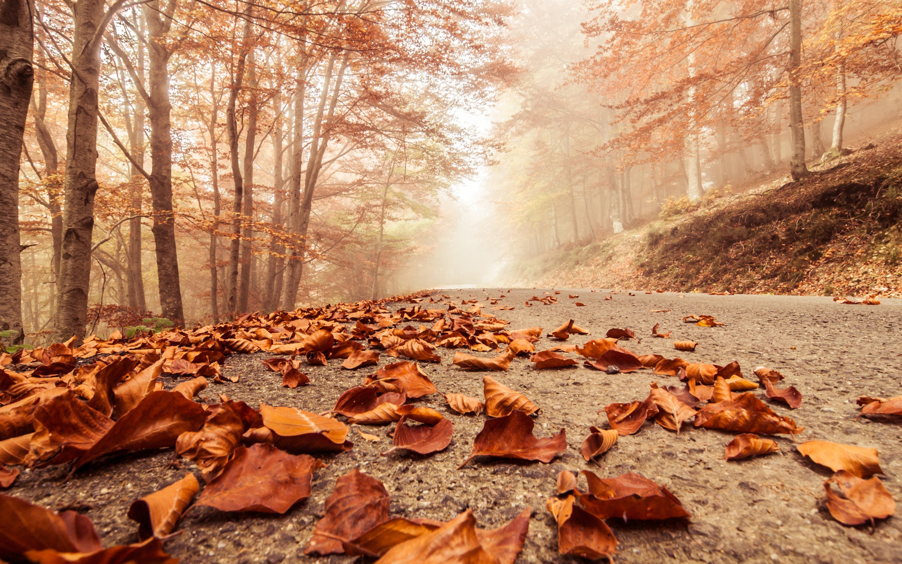 misty, Foggy, Road, Autumn, Beech, Landscape, Macro, Deciduous, Leaves, Nature, Trees, Forest Wallpaper