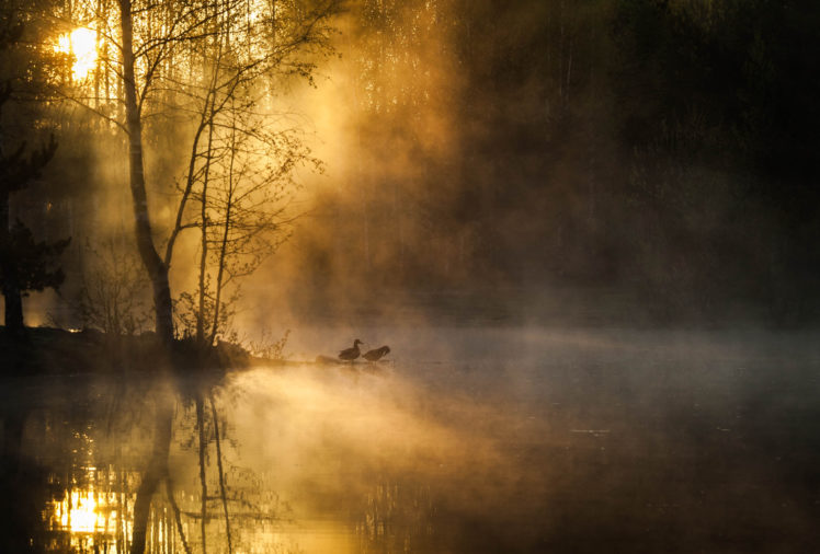 morning, Mist, Birds, Forest, River, Sunrise, Trees, Autumn HD Wallpaper Desktop Background
