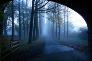 morning, Road, Fog, Trees, Landscape