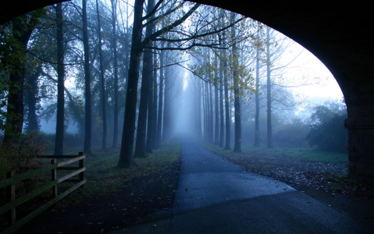 morning, Road, Fog, Trees, Landscape HD Wallpaper Desktop Background