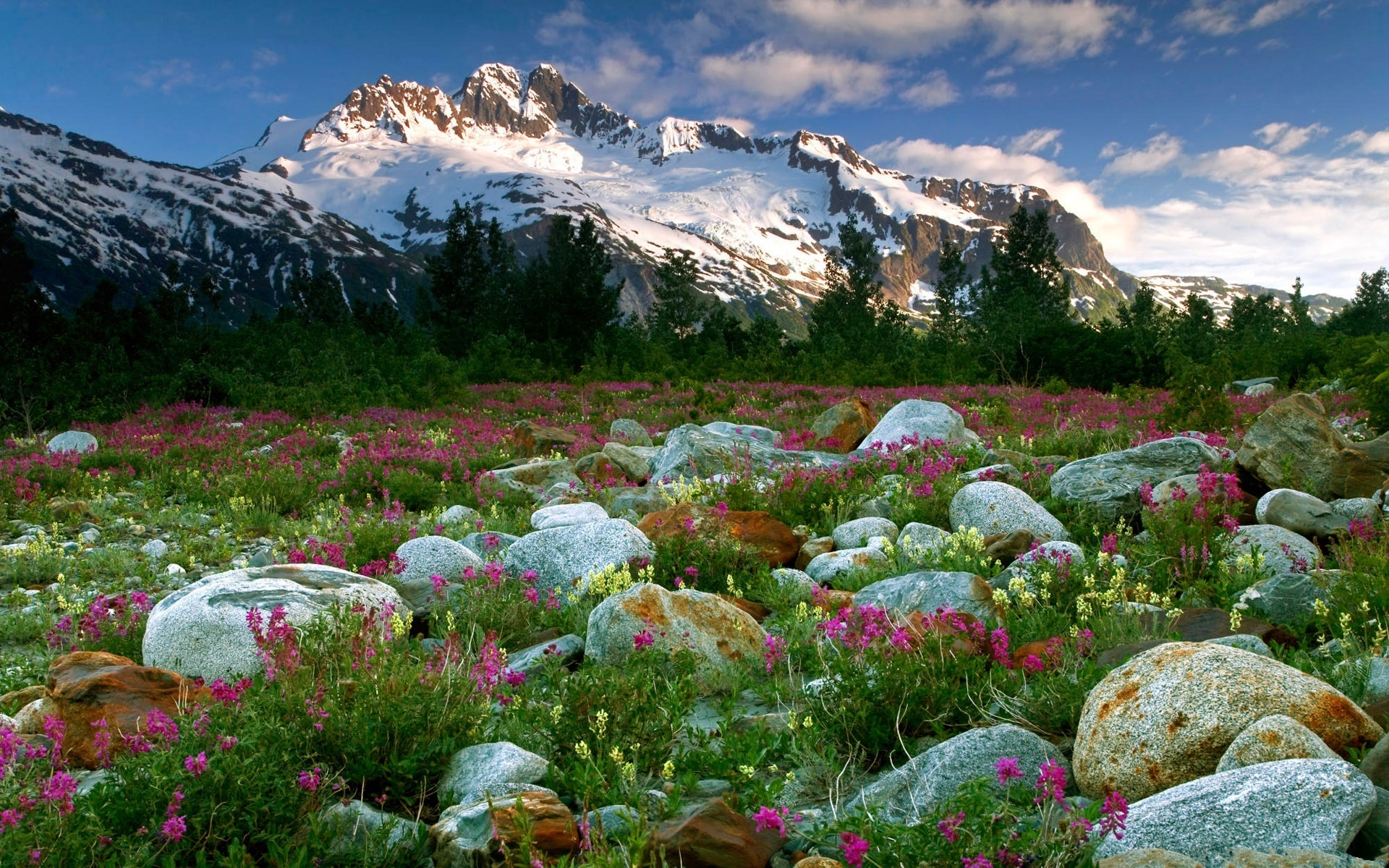 mountains, Rocks, Flowers Wallpaper