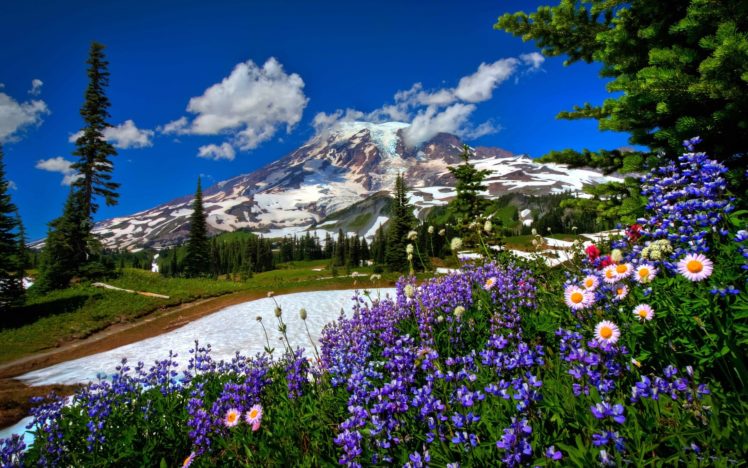mountains, Snow, Flowers HD Wallpaper Desktop Background