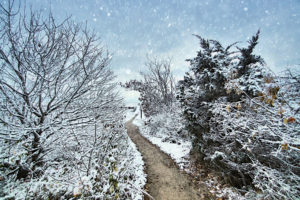path, Trail, Trees, Snow, Winter