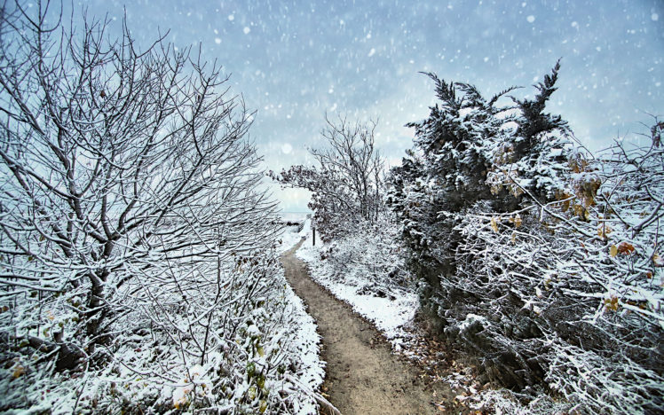 path, Trail, Trees, Snow, Winter HD Wallpaper Desktop Background