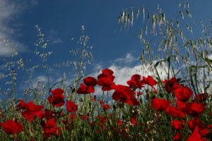 poppies, Field, Meadow