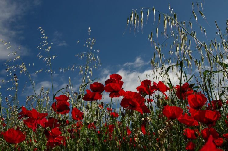 poppies, Field, Meadow HD Wallpaper Desktop Background