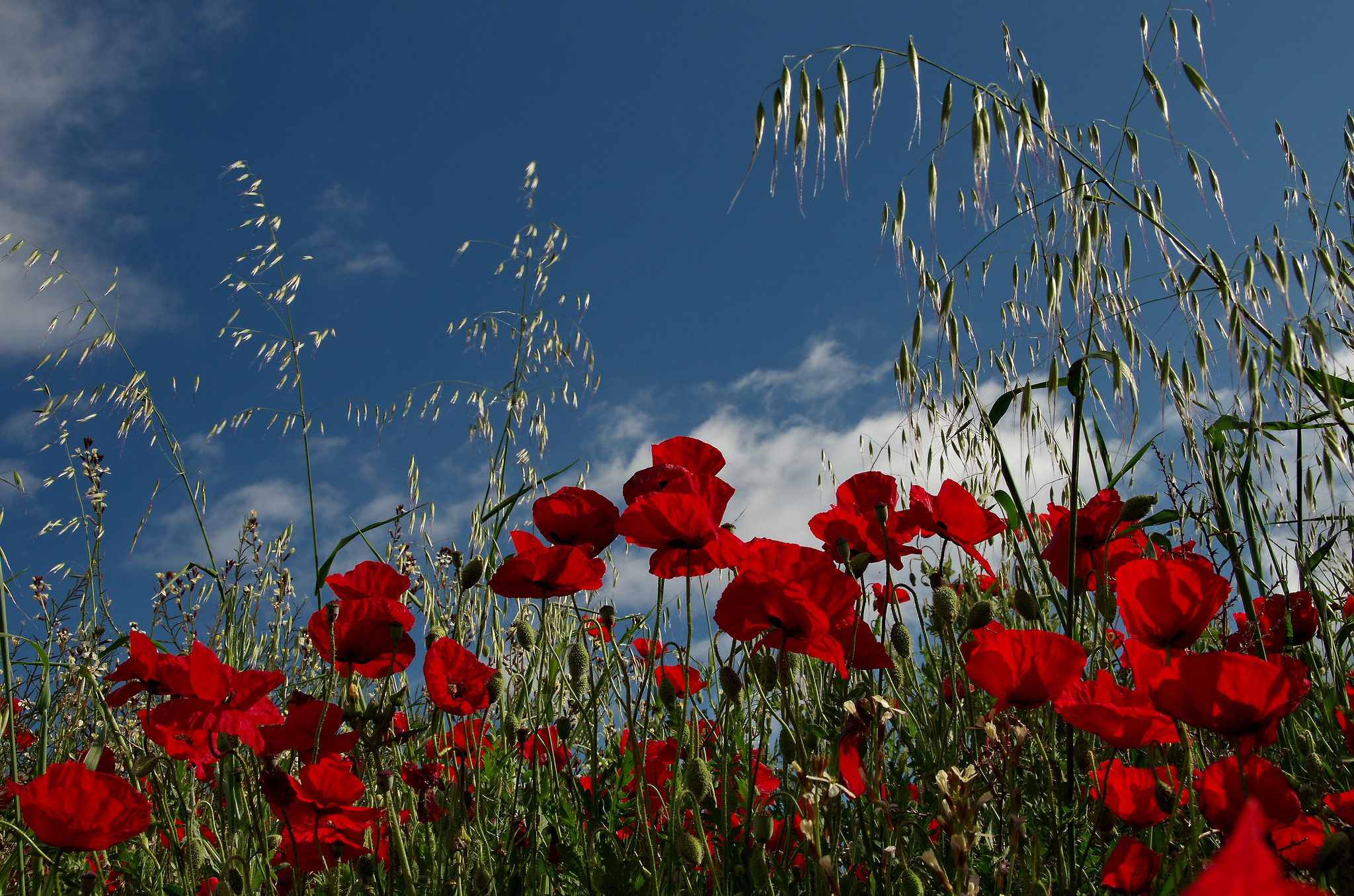 poppies, Field, Meadow Wallpaper