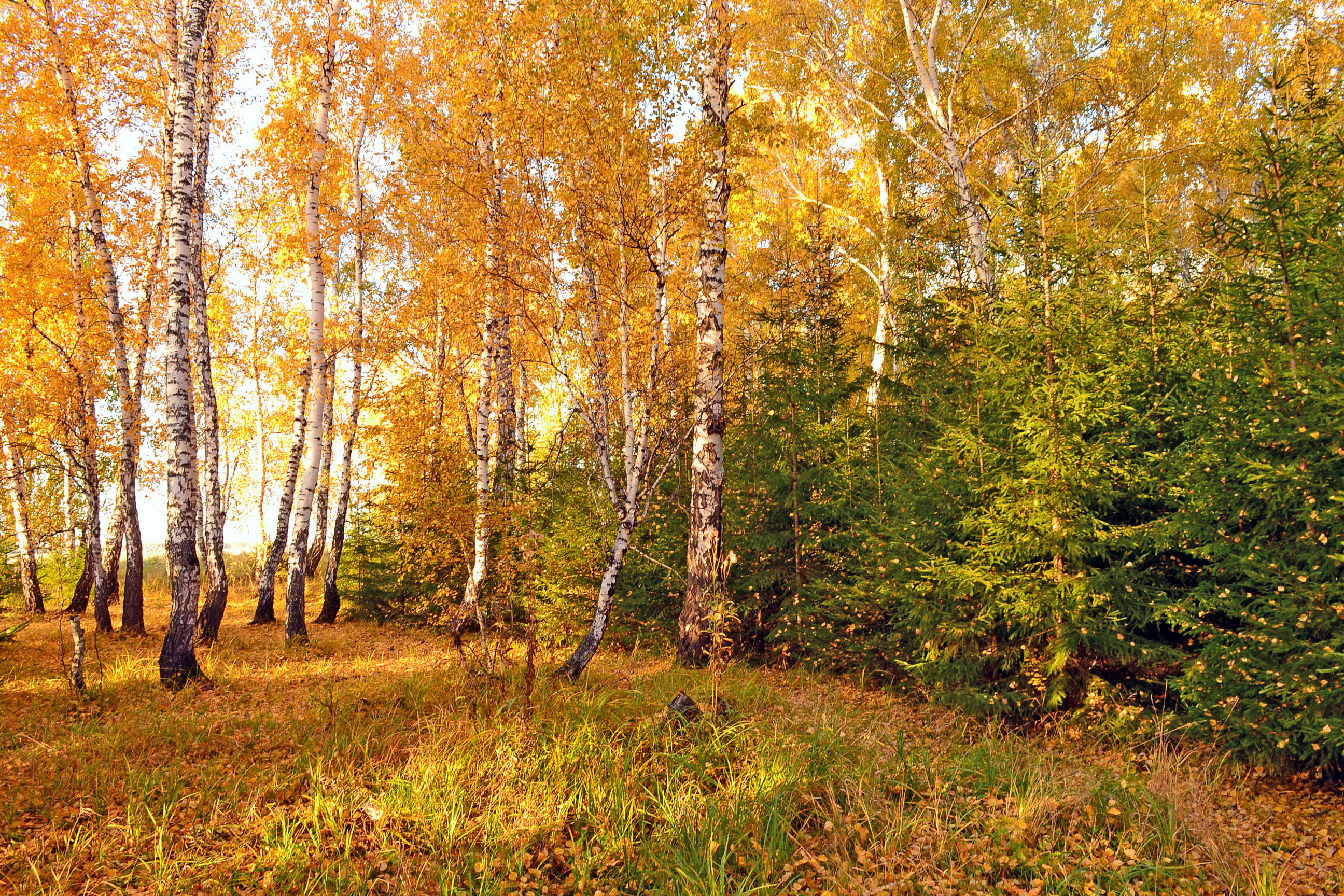 seasons, Autumn, Birch, Nature Wallpaper