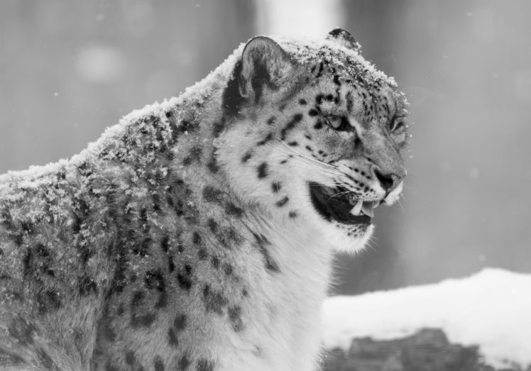 snow, Leopard, Winter HD Wallpaper Desktop Background