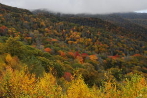 usa, Forests, Great, Smoky, Mountains, Nature, Autumn