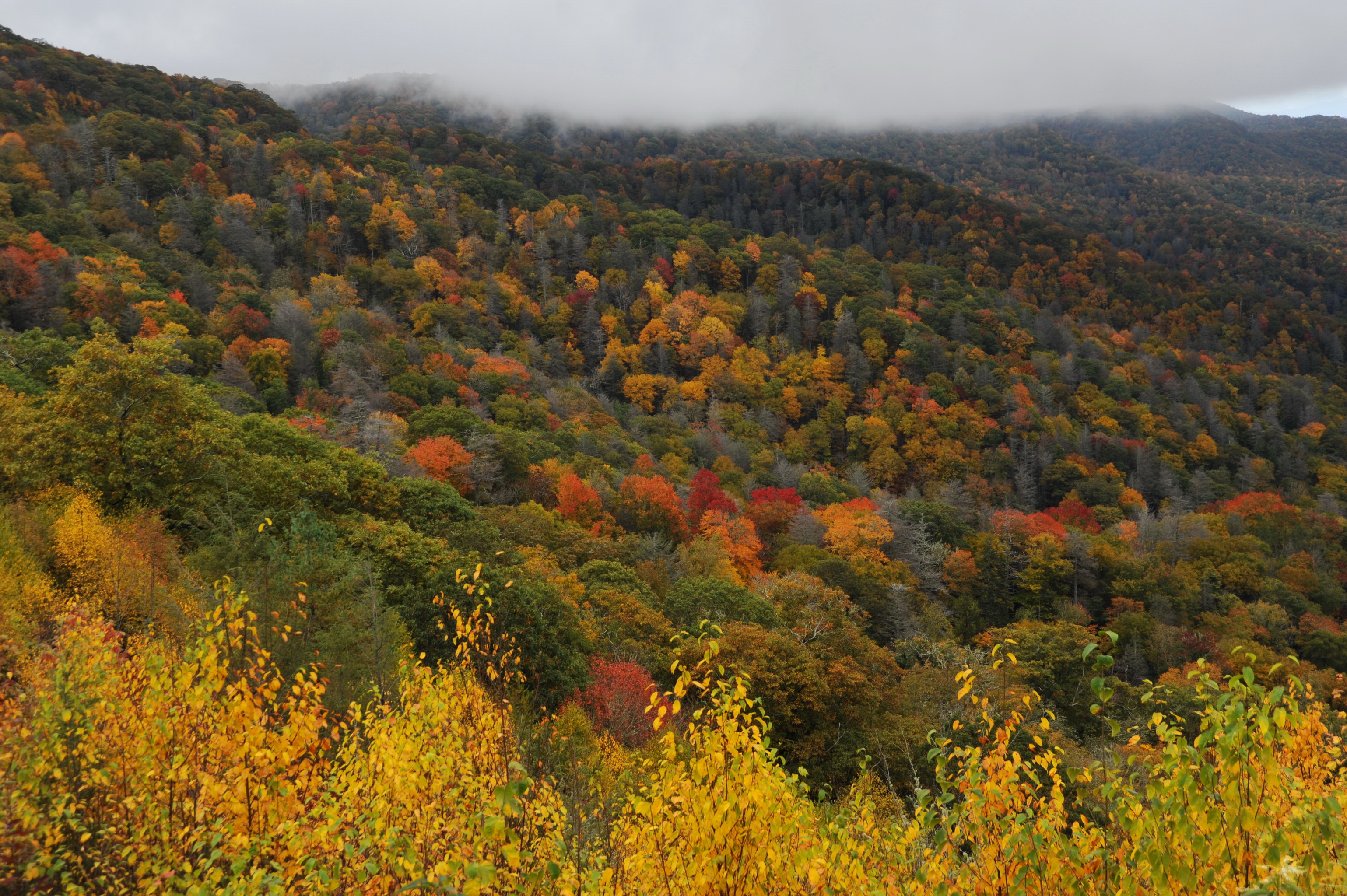 usa, Forests, Great, Smoky, Mountains, Nature, Autumn Wallpaper