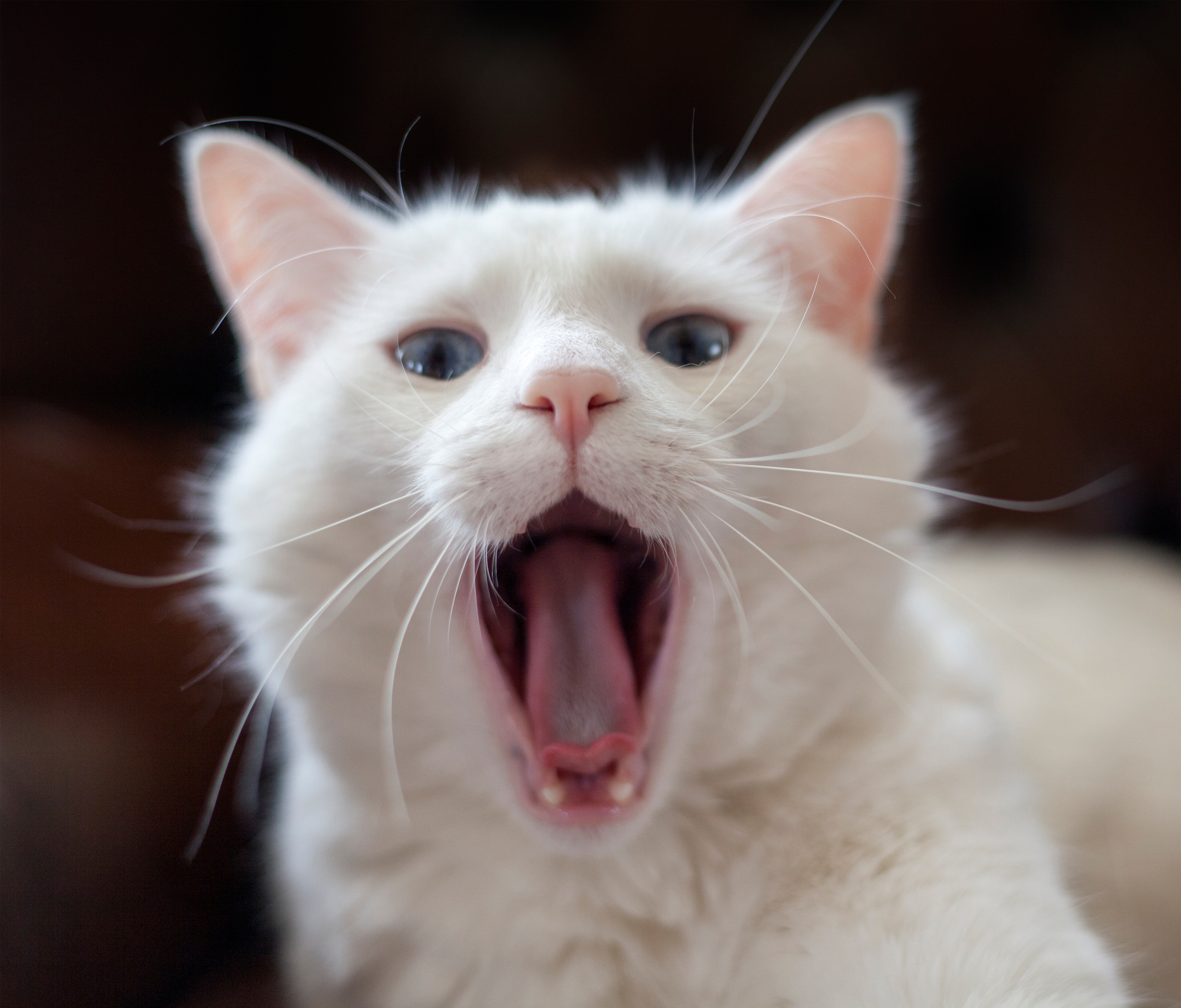 yawns Wallpaper