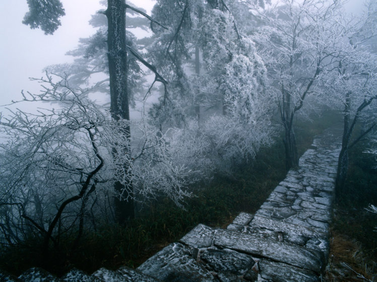 winter, Forest HD Wallpaper Desktop Background