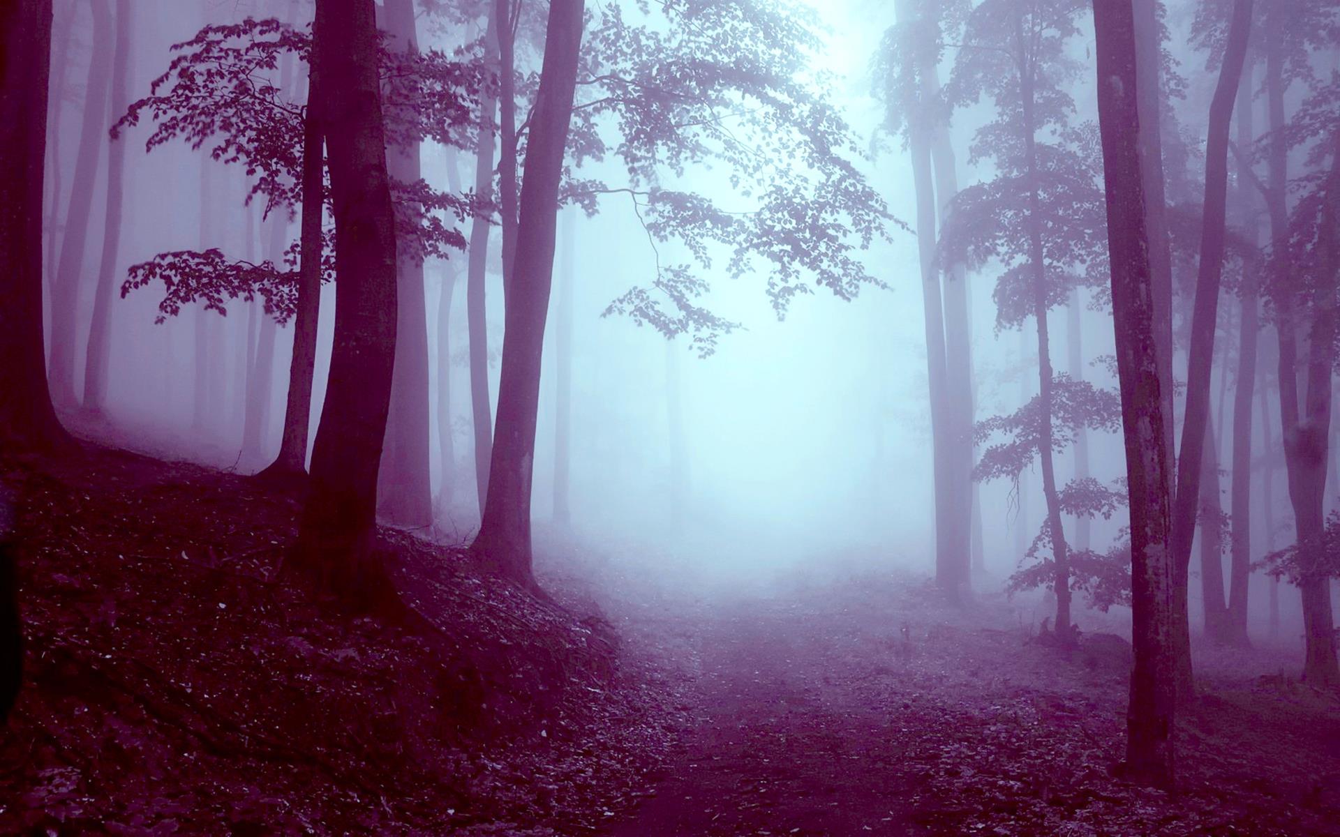 misty, Forest Wallpapers HD / Desktop and Mobile Backgrounds