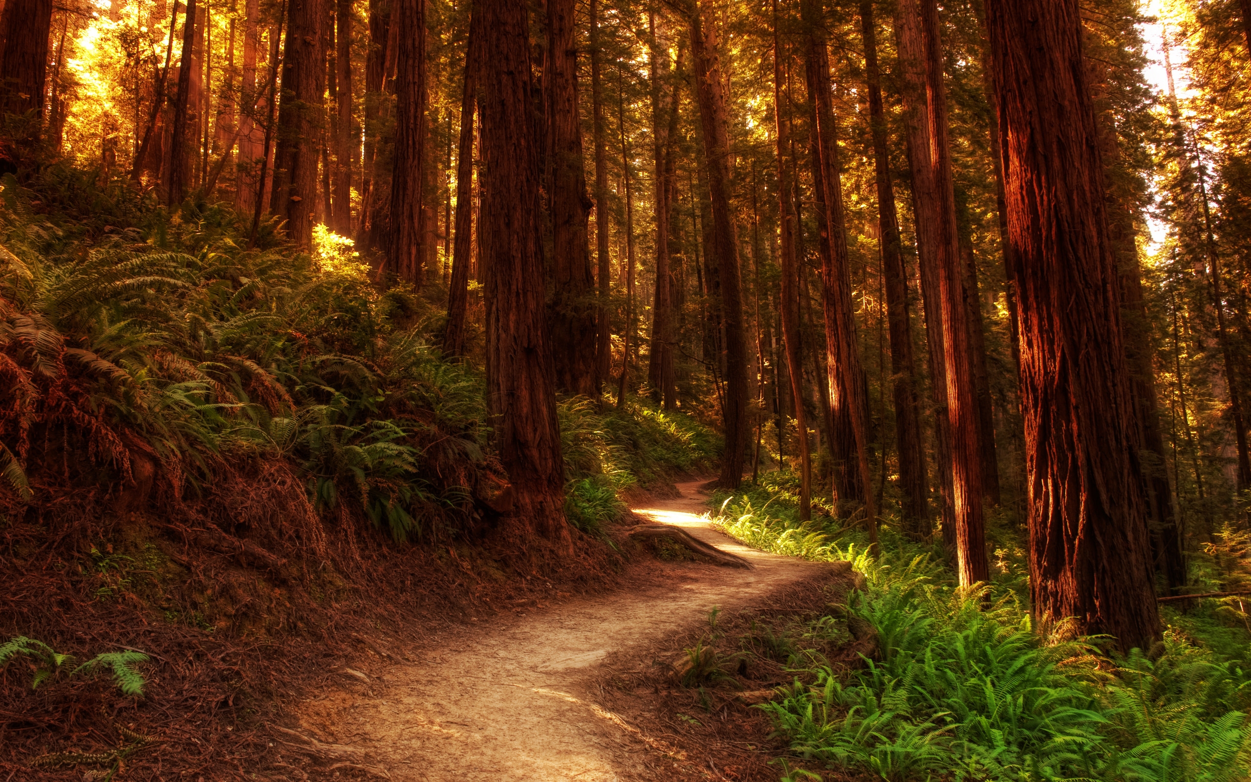 forest, Road Wallpaper
