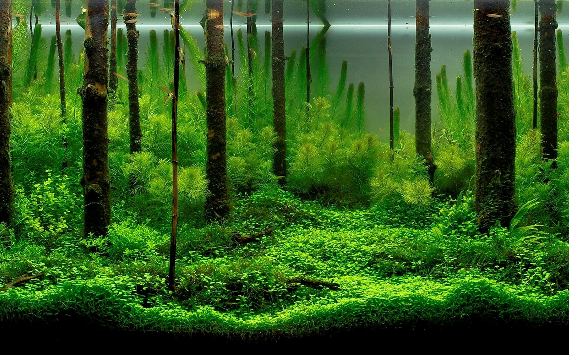 forest, Aquarium Wallpaper