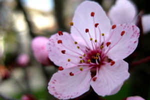 cherry, Blossoms, Flowers, Pink, Flowers