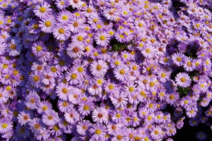 asters, Many, Amellus, Violet, Flowers