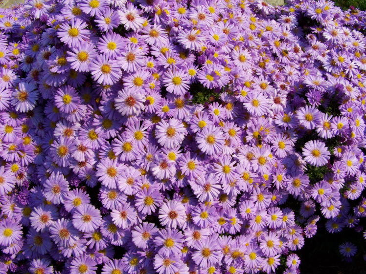 asters, Many, Amellus, Violet, Flowers HD Wallpaper Desktop Background