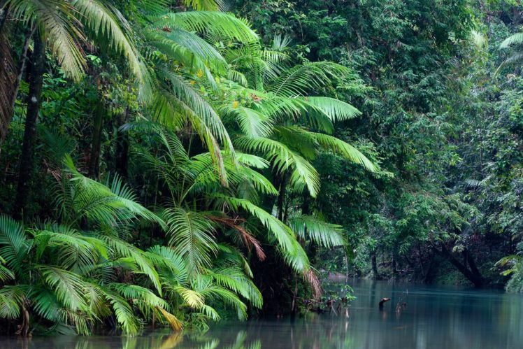 australia, Forest, River, Nature HD Wallpaper Desktop Background
