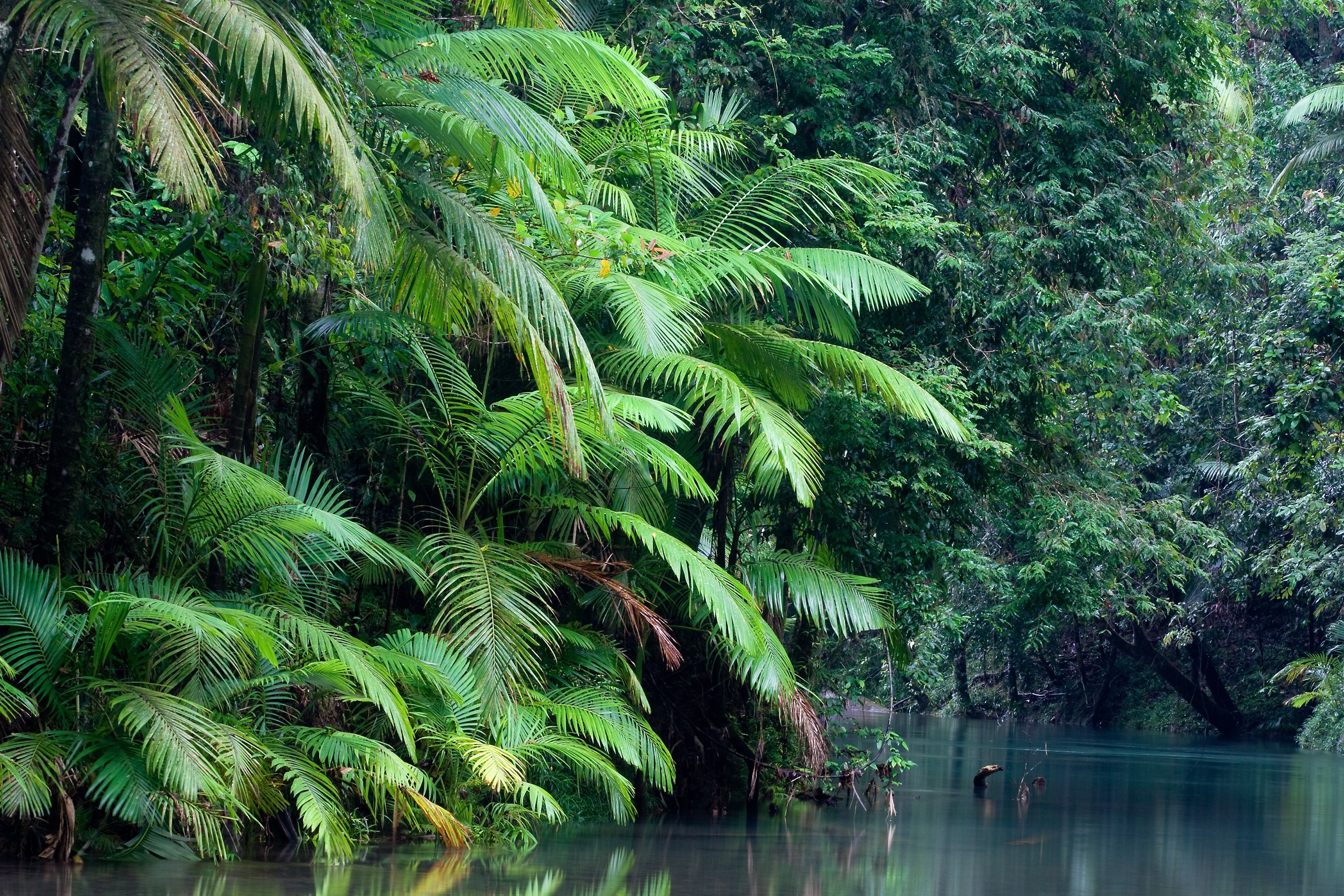 australia, Forest, River, Nature Wallpaper