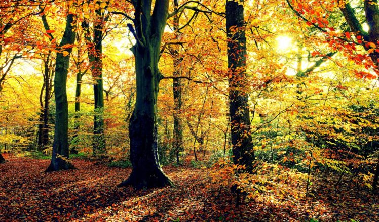 autumn, Forest, Trees, Landscape HD Wallpaper Desktop Background
