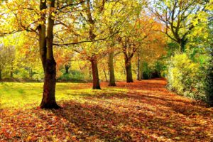 autumn, Forest, Trees, Road, Landscape