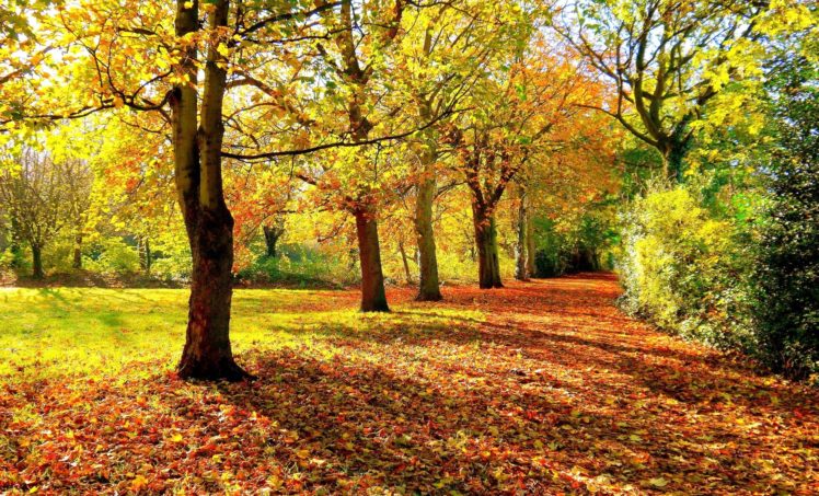 autumn, Forest, Trees, Road, Landscape HD Wallpaper Desktop Background