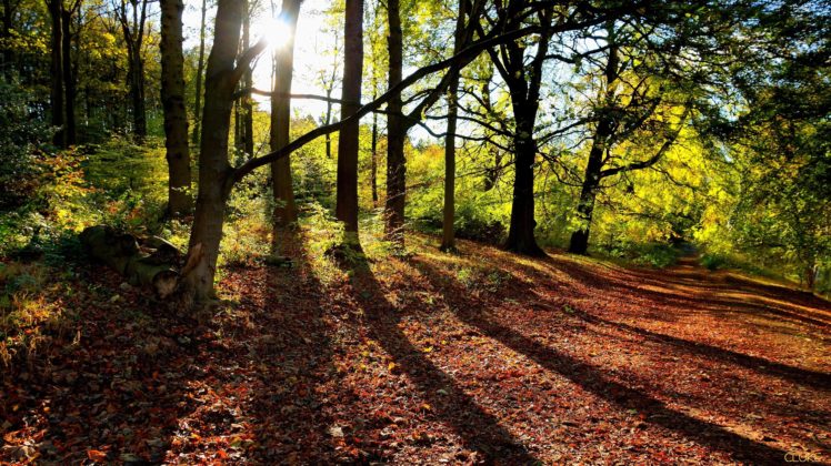 autumn, Forest, Trees, Road, Landscape HD Wallpaper Desktop Background