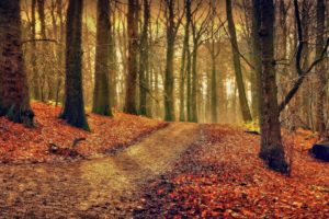 autumn, Road, Forest, Trees, Landscape
