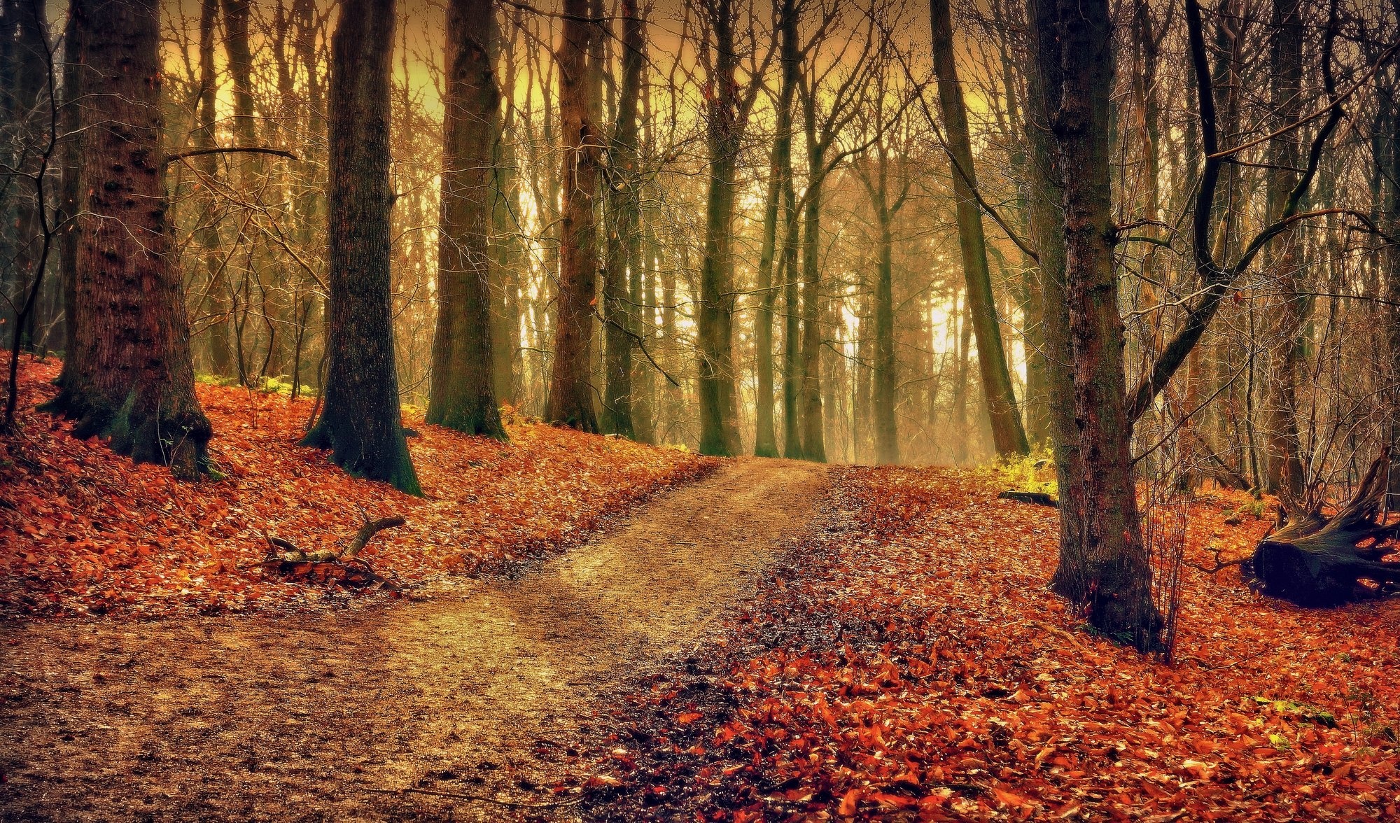 autumn, Road, Forest, Trees, Landscape Wallpaper
