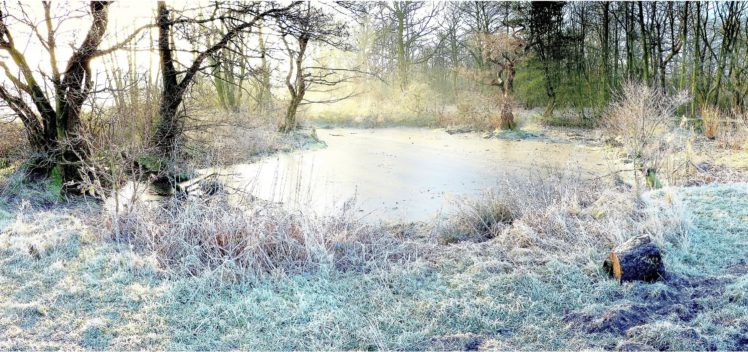 autumn, Pond, Trees, Frost, Landscape HD Wallpaper Desktop Background